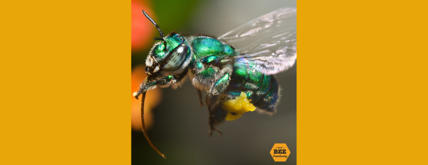 Orchid Bee | Photo