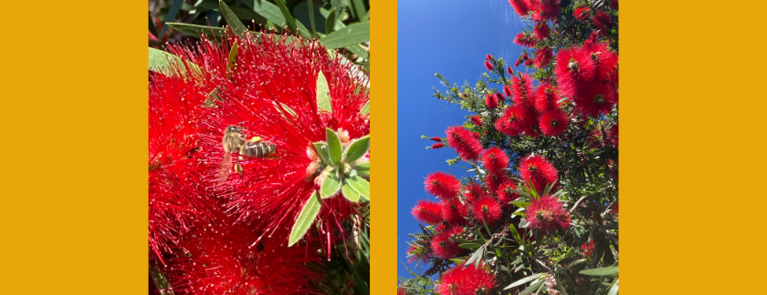 Bees are buzzing away in the beautiful bottlebrush trees