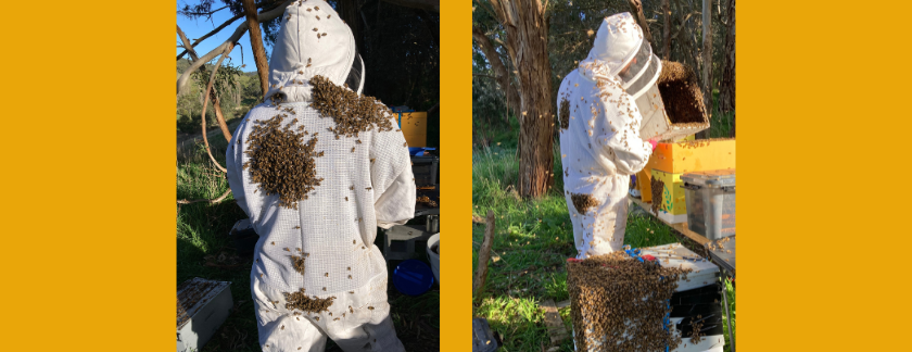 Bees_and_beekeeper