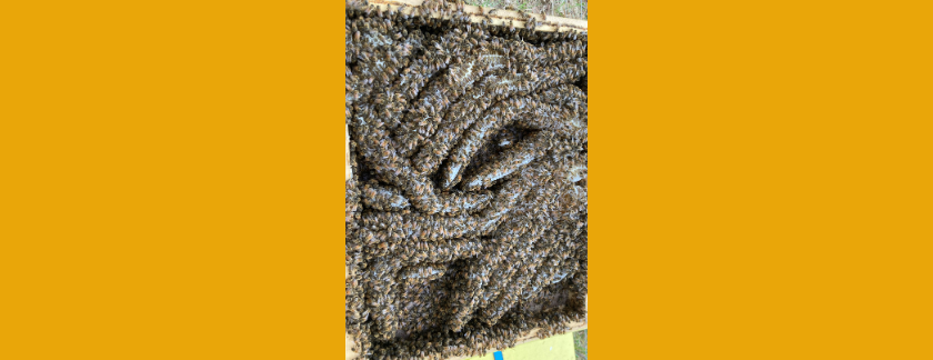 Bee Colony - Hive Lid